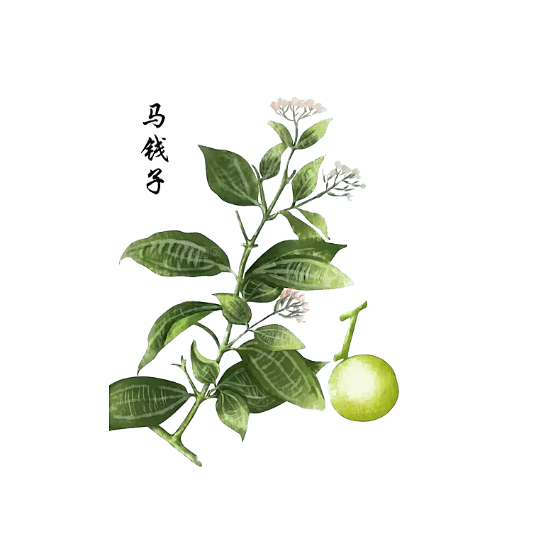 中草药材植物插图素材元素