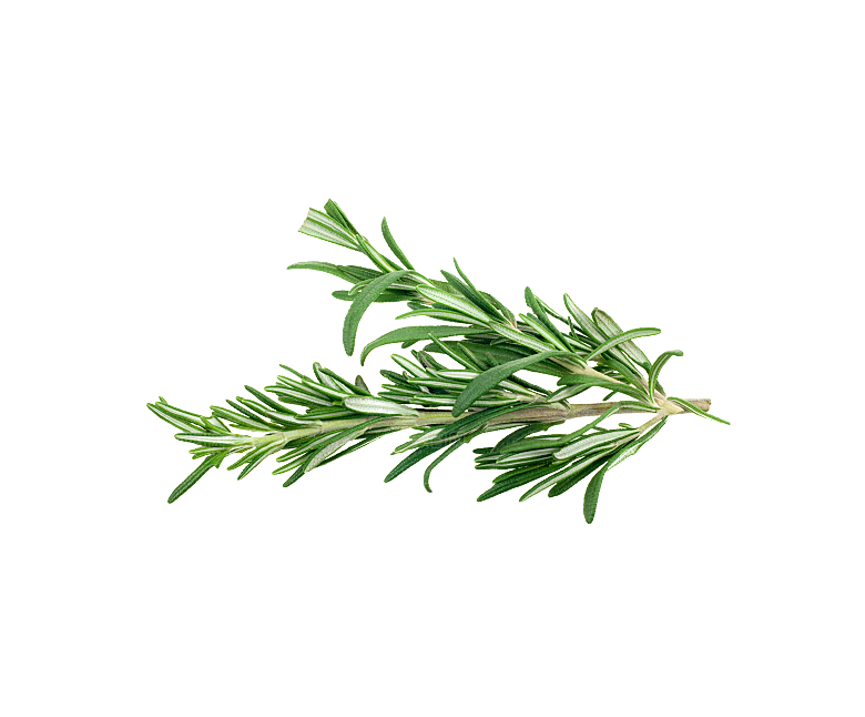 中草药材植物插图素材元素