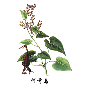 中草药材植物插图素材元素