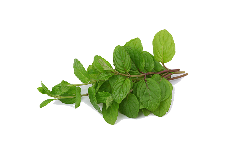 中草药材植物插图素材元素