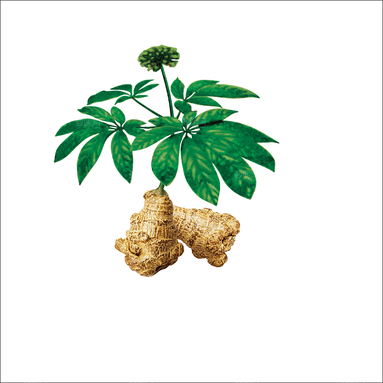 中草药材植物插图素材元素