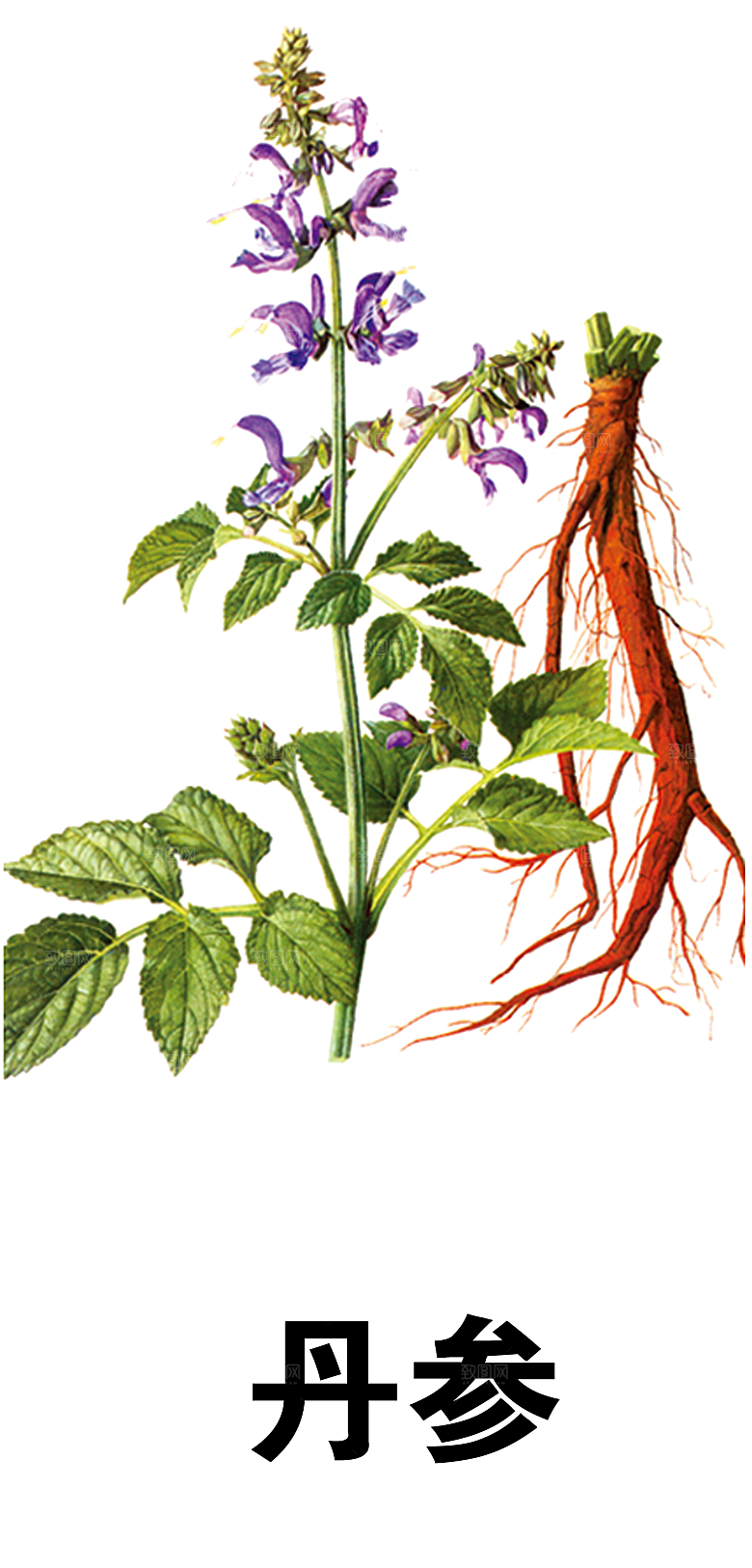 中草药材植物插图素材元素