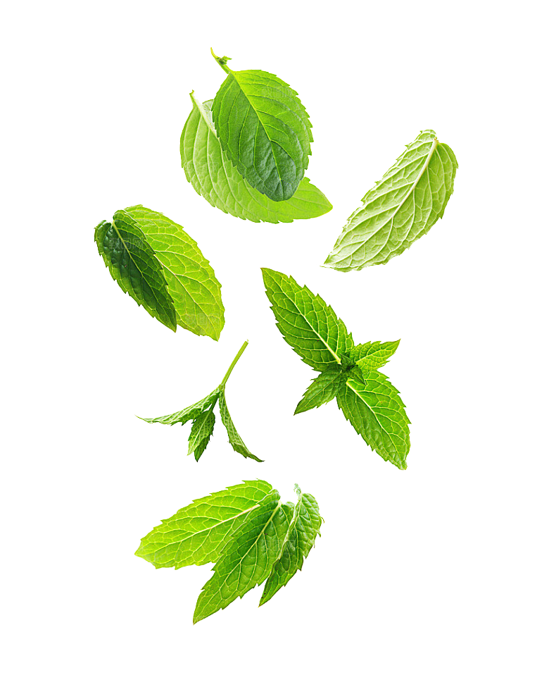 中草药材植物插图素材元素