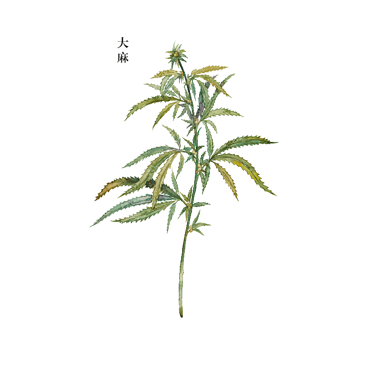 中草药材植物插图素材