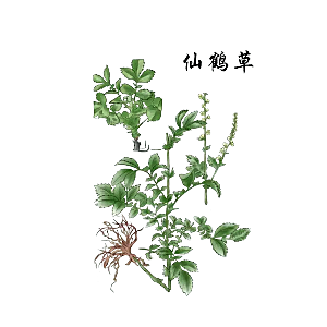 中草药材植物插图素材