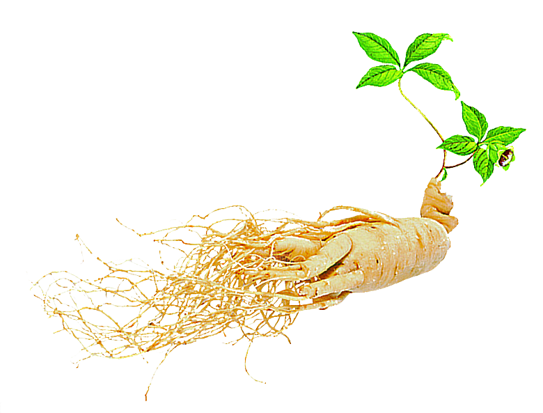 中草药材植物插图素材