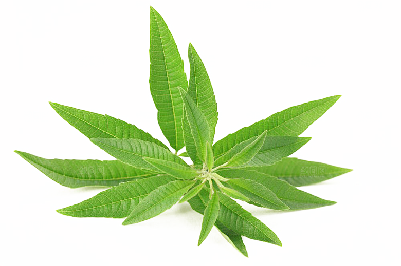 中草药材植物插图素材