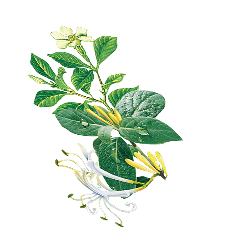 中草药材植物插图素材