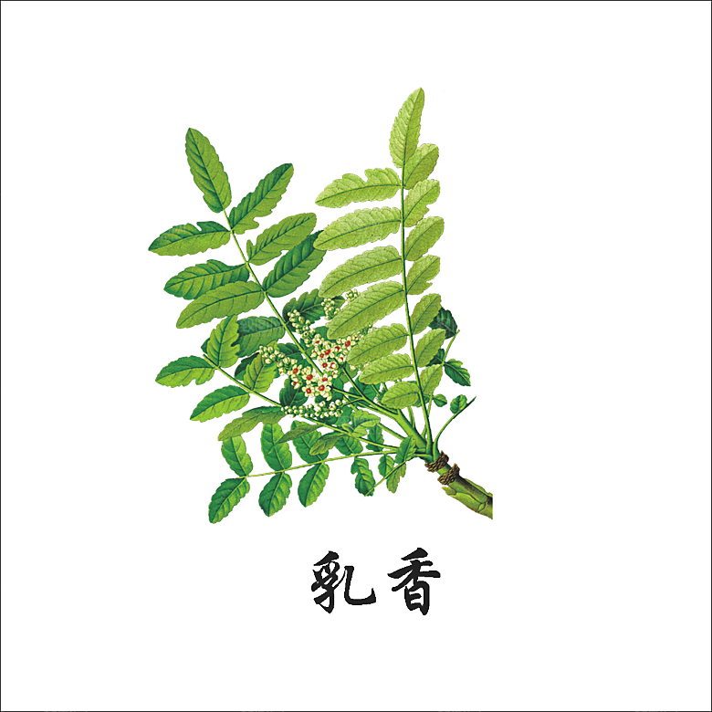 中草药材植物插图素材