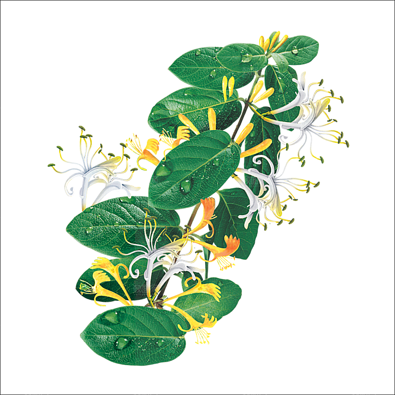 中草药材植物插图素材