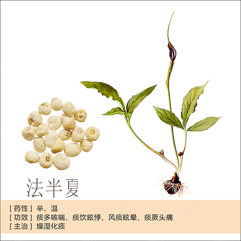 中草药材植物插图素材