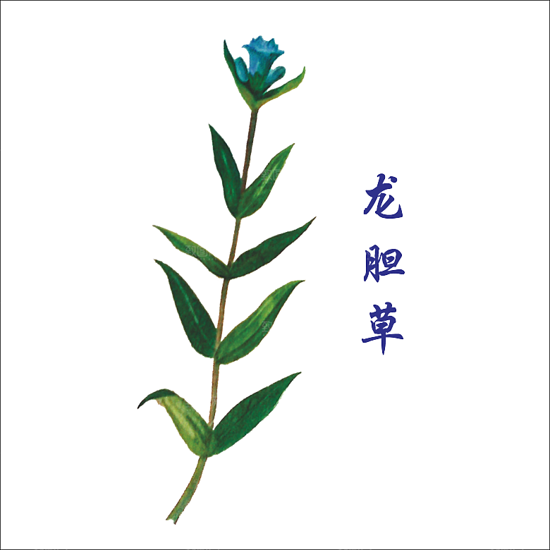 中草药材植物插图素材