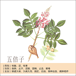 中草药材植物插图素材