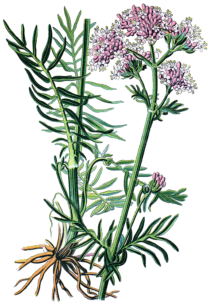 中草药材植物插图素材