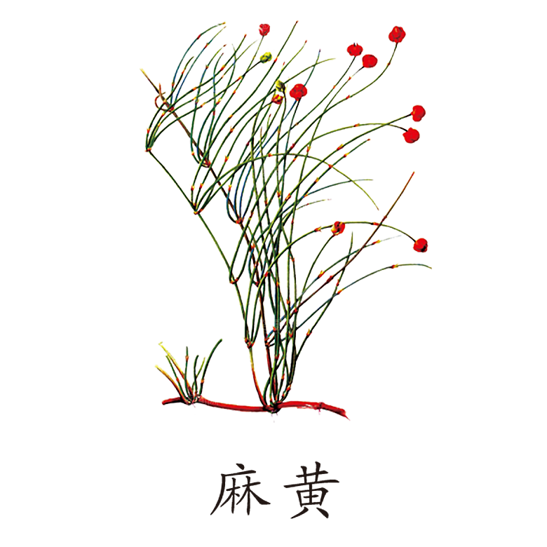 中草药材植物插图素材