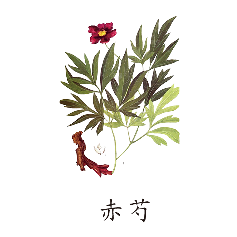 中草药材植物插图素材