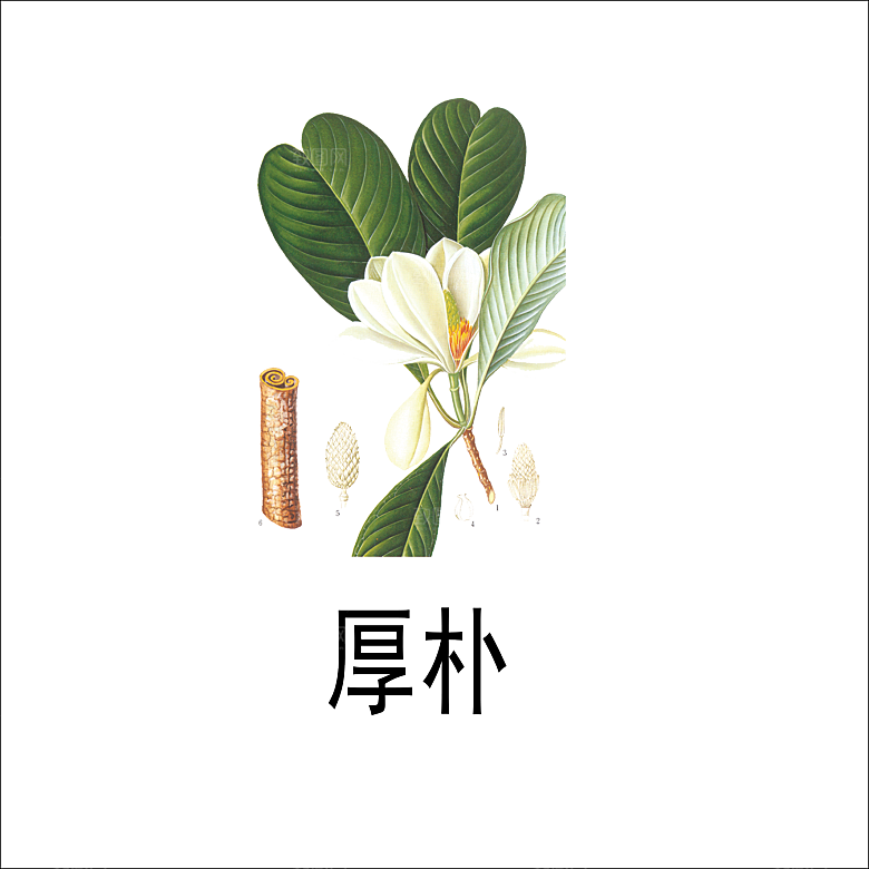 中草药材植物插图素材