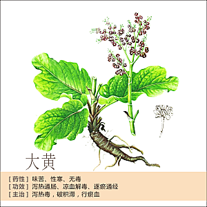 中草药材植物插图素材元素