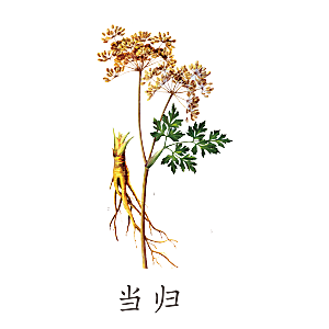 中草药材植物插图素材元素