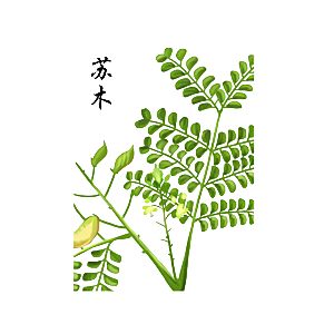 中草药材植物插图素材元素