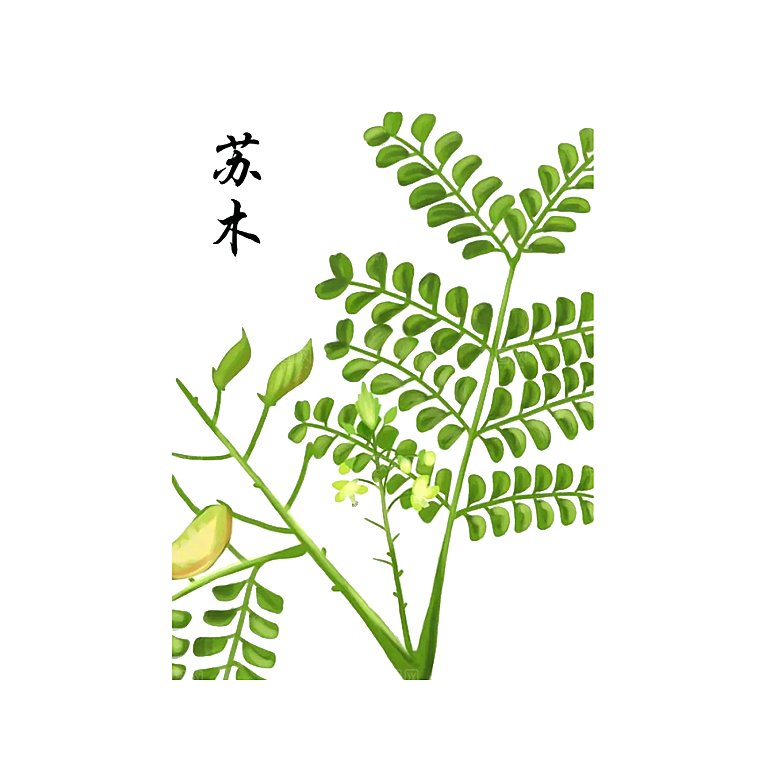 中草药材植物插图素材元素