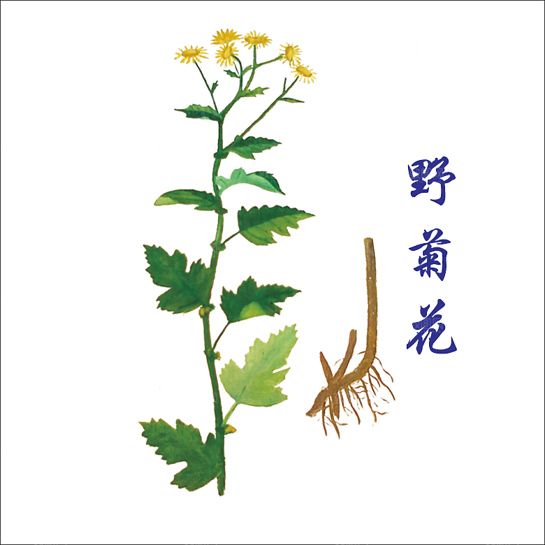 中草药材植物插图素材元素