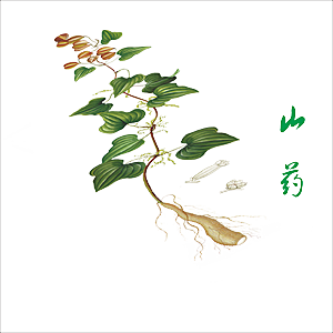 中草药材植物插图素材元素