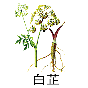 中草药材植物插图素材元素