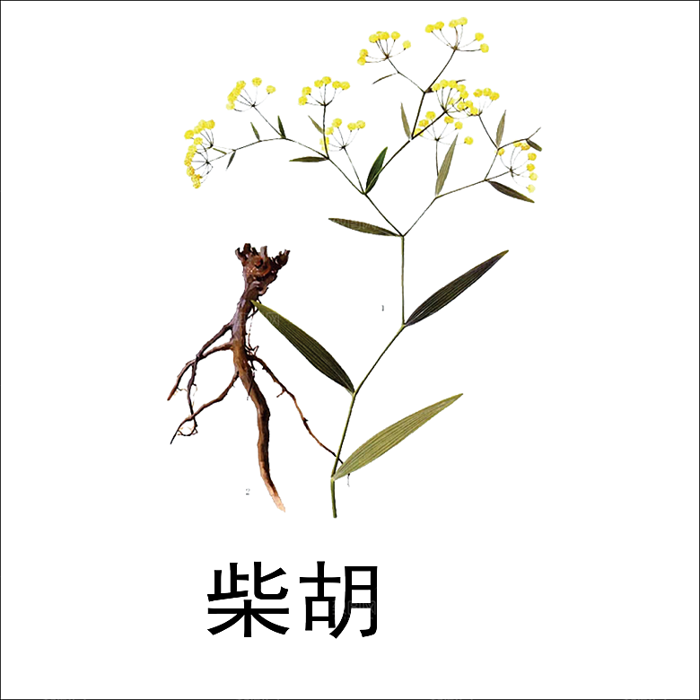 中草药材植物插图素材元素