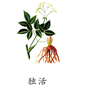 中草药材植物插图素材元素