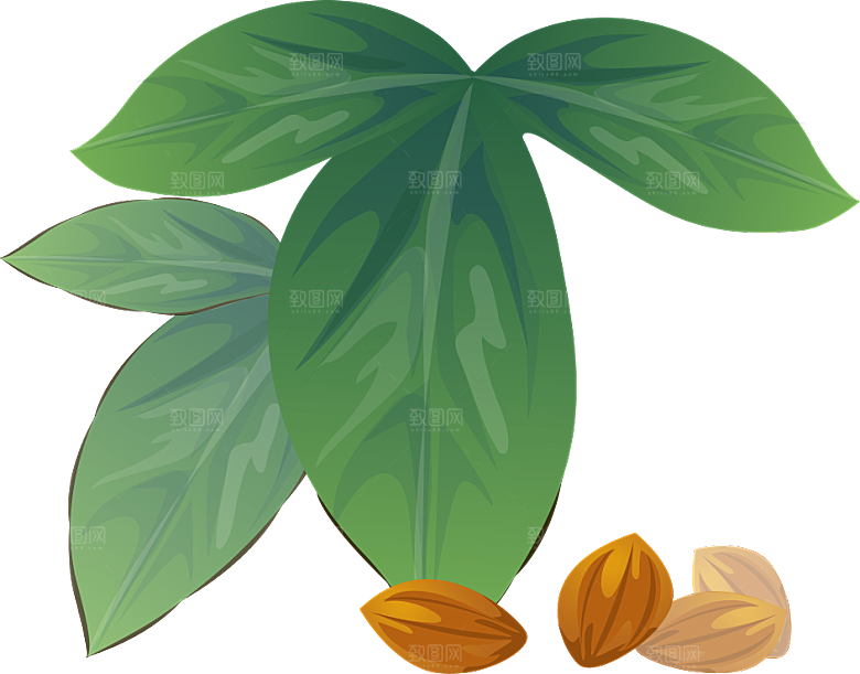 中草药材植物插图素材