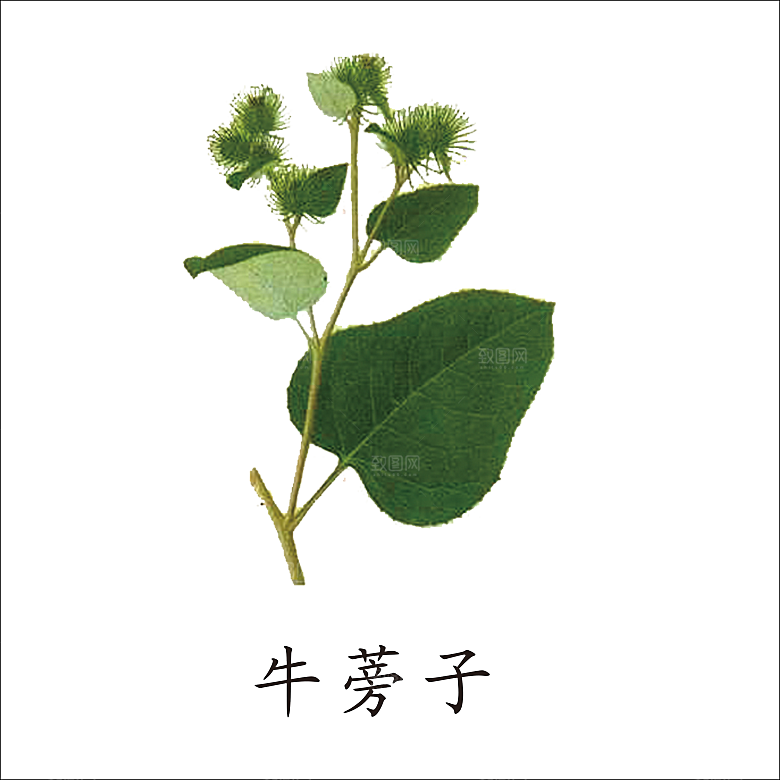 中草药材植物插图素材