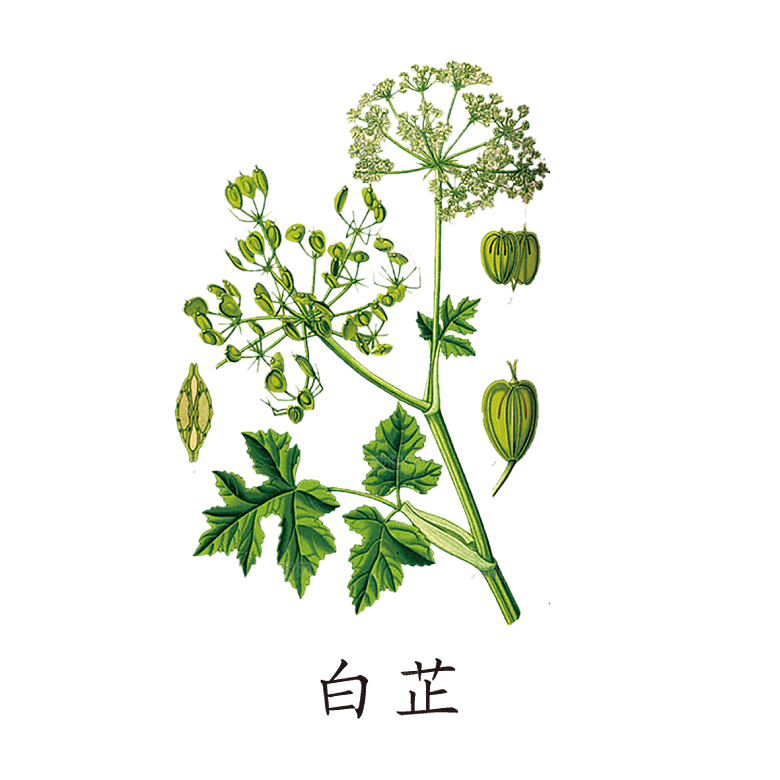 中草药材植物插图素材