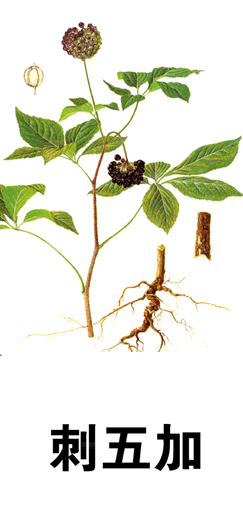 中草药材植物插图素材