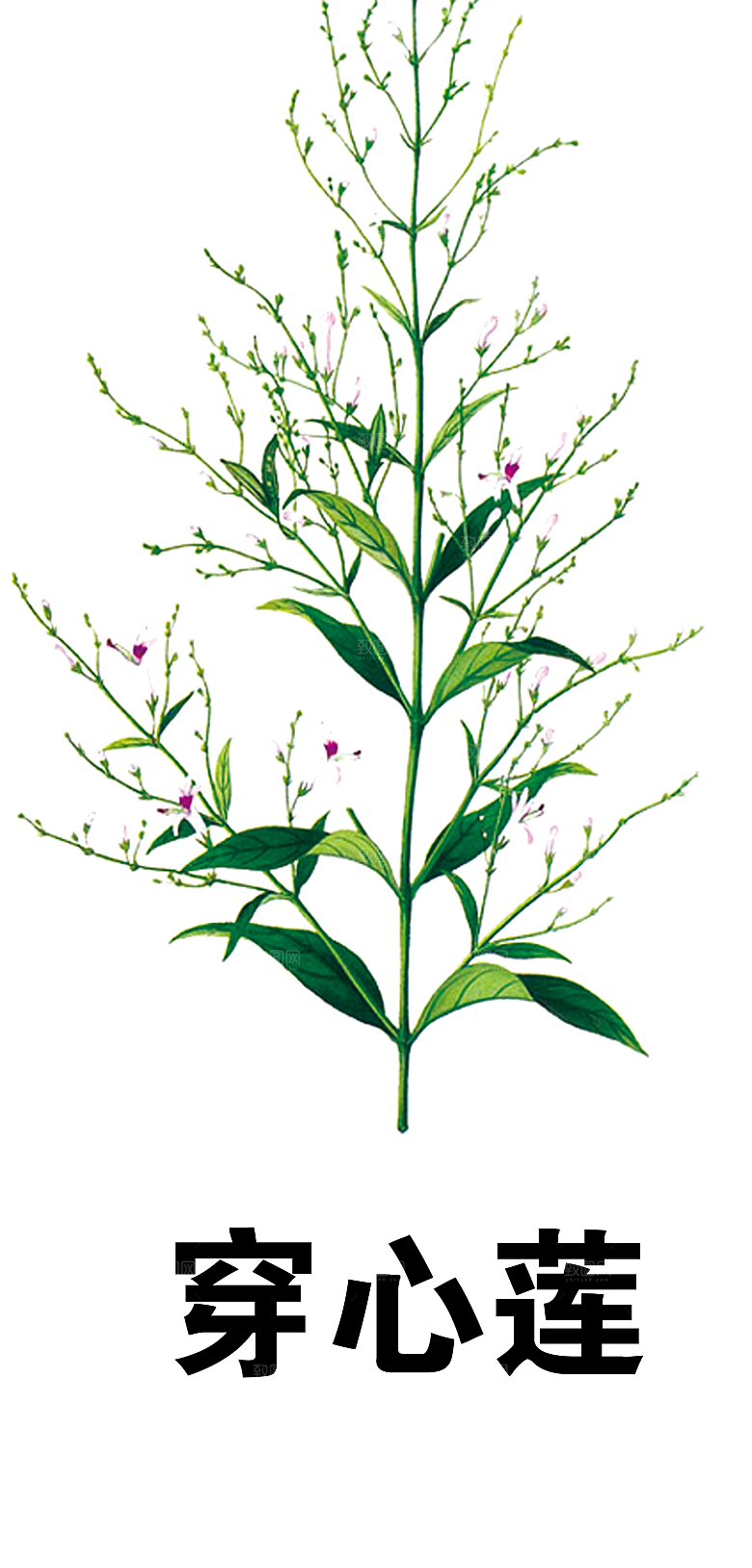 中草药材植物插图素材