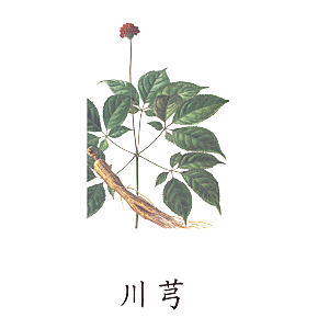 中草药材植物插图素材