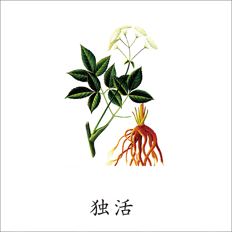 中草药材植物插图素材