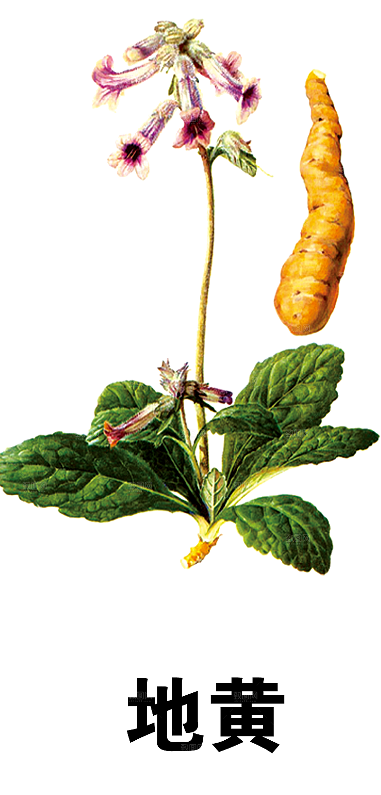 中草药材植物插图素材