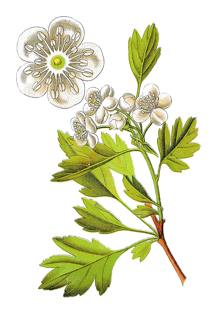 中草药材植物插图素材