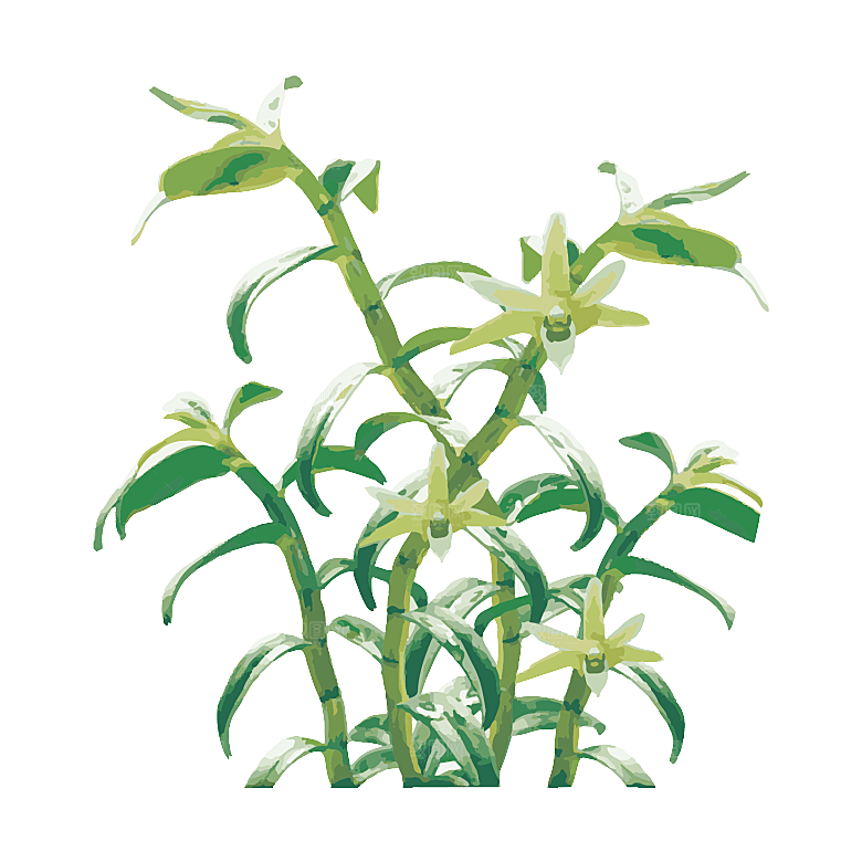 中草药材植物插图素材