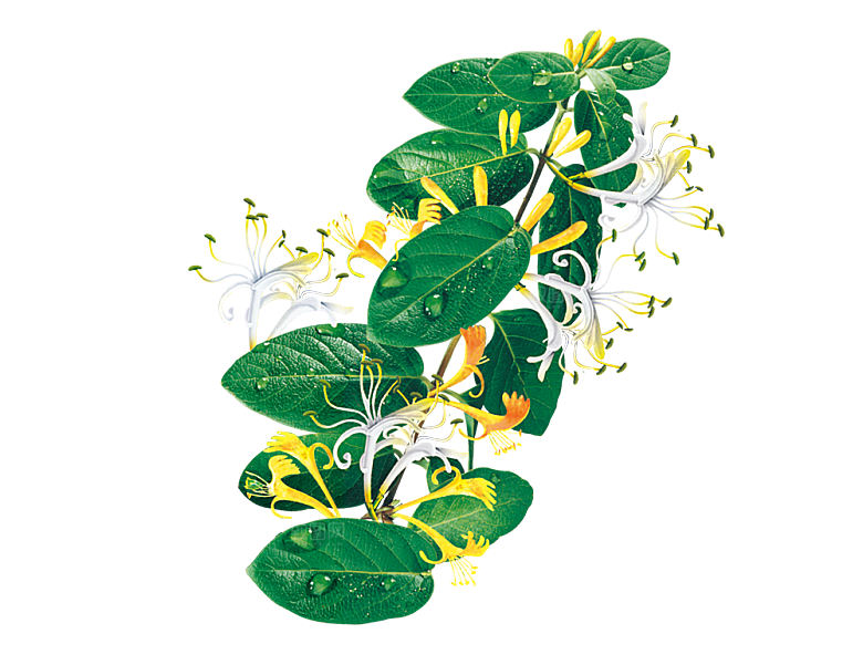 中草药材植物插图素材