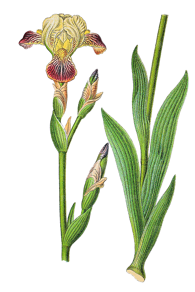 中草药材植物插图素材