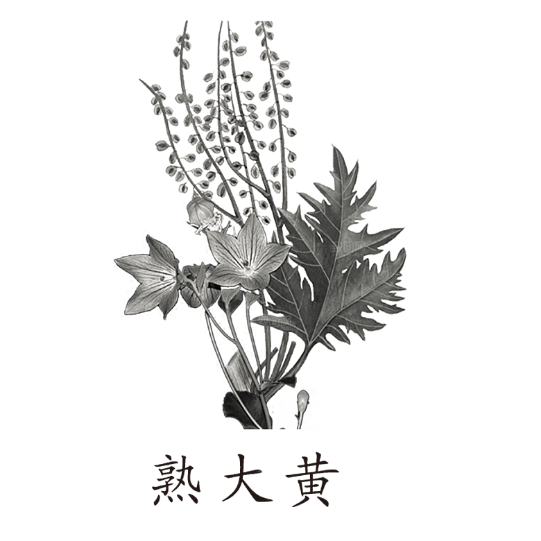 中草药材植物插图素材元素