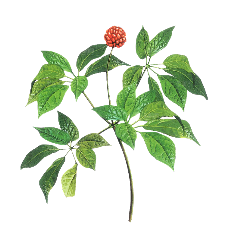 中草药材植物插图素材元素