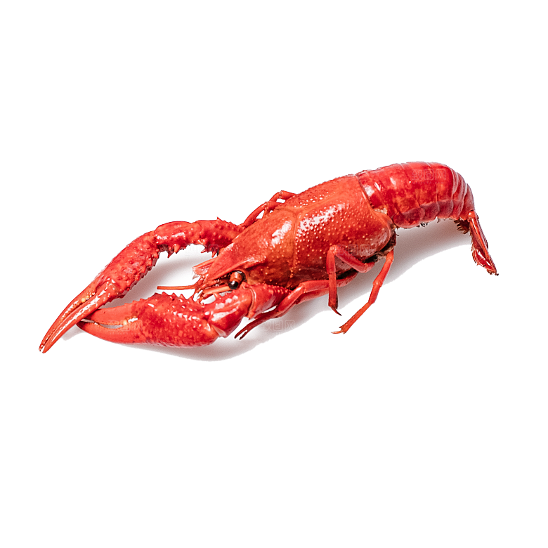 美味小龙虾插图素材餐饮元素