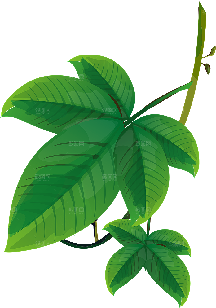 中草药材植物插图素材元素