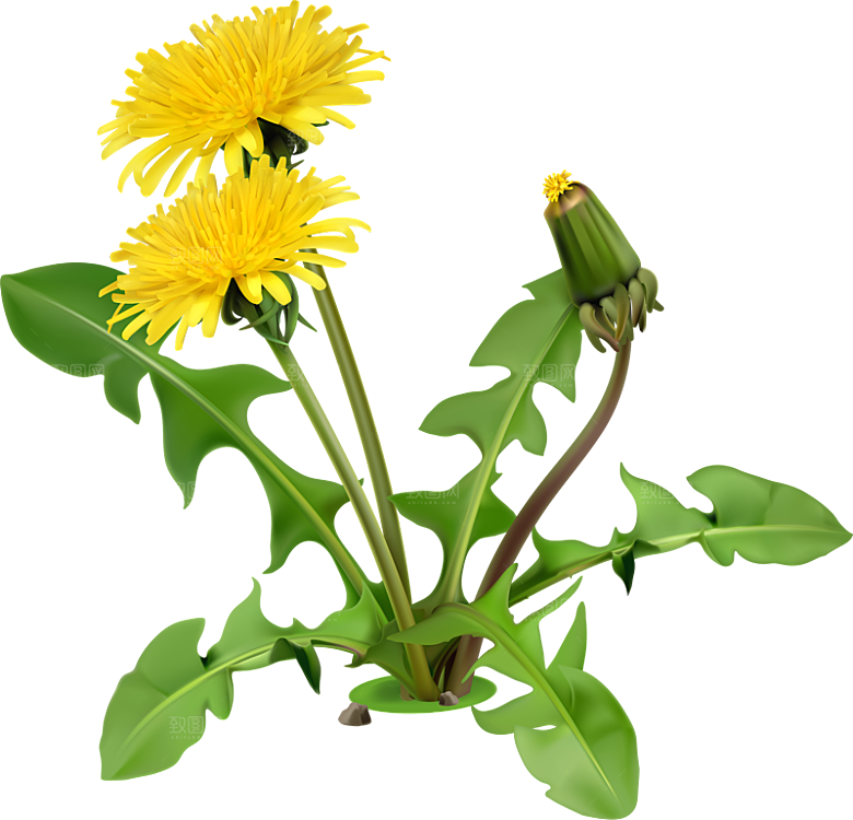 中草药材植物插图素材元素