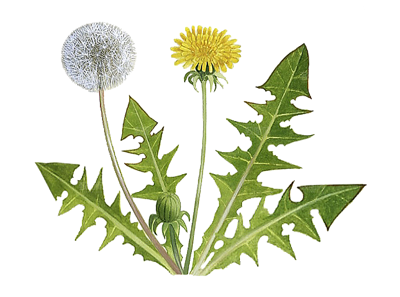 中草药材植物插图素材元素