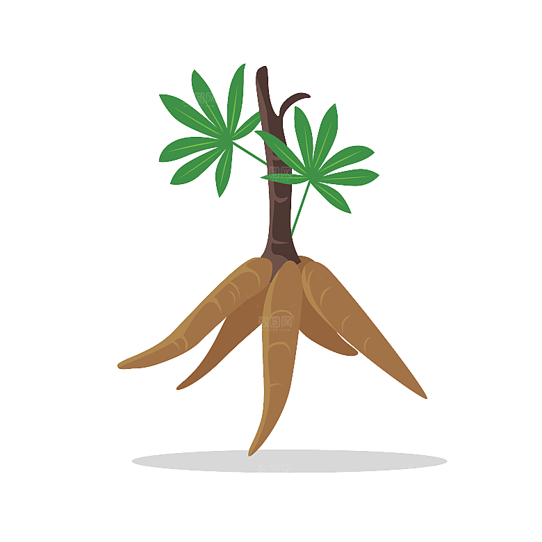 中草药材植物插图素材