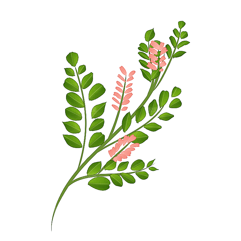 中草药材植物插图素材